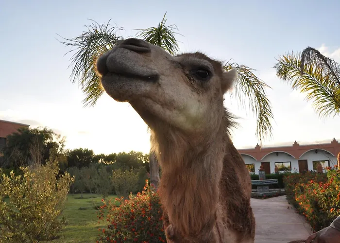 Casablanca Bed & Breakfasts 